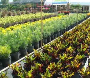 Bloom Nursery