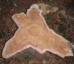 Honolulu Tree Service