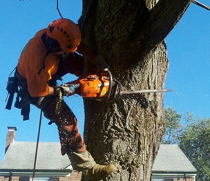 Marquis Tree Service