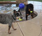Best_Dog_Day_Care_scottsdale_az.JPG