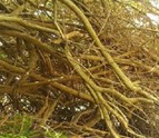 Honolulu_Tree_Removal_Service.jpg