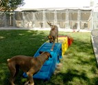 Pet_Boarding_Louisville_KY.jpg