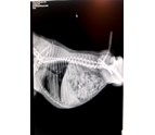 Pet_Xray_El_Paso_TX_79925.png