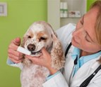 Veterinary_Dental_Hampton_VA.jpg