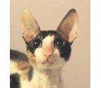 emergency_vet_care_Davie_FL.jpg