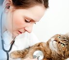 neutering_Davie_FL.jpg
