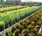 plant_nursery.jpg