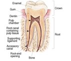 root_canal_Best_Endodontics_of_Glenview_Ltd.jpg