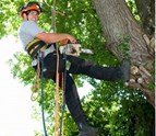 simi_valley_tree_root_removal.jpg