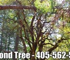tree_services_in_edmond.jpg